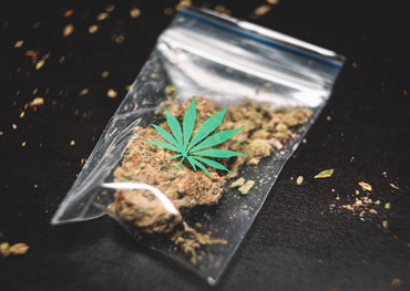 a produção de cannabis pode ser ruim para o meio ambiente. aqui estão algumas maneiras de ajudar.
