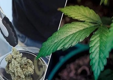 Especialistas prevêem transformação da indústria da cannabis em 2024