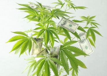 Divisão Estadual de Regulamentação da Cannabis emite novas regras de embalagem