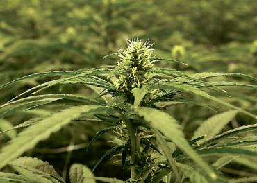Tribunal suspende liminar sobre licenças de cannabis na maioria das regiões de Nova York