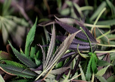 Novos apelos para que a cannabis medicinal seja financiada, pois o estudo relata o alívio da dor