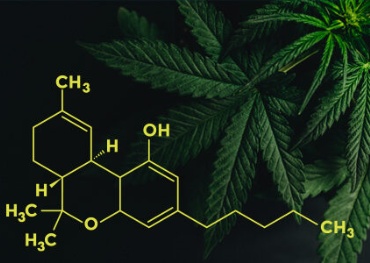 Câmara da Pensilvânia aprova projeto de lei para legalizar a maconha recreativa