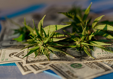 Mais estados alocando receitas fiscais sobre a cannabis para equidade social
    