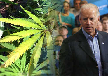 após a eleição Joe Biden provavelmente promove a legalização da cannabis federalmente