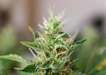 What are the cannabis products?