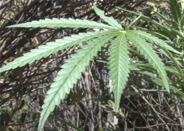 A Califórnia apreendeu US$ 353 milhões em maconha, incluindo mais de 9.000 plantas em San Diego