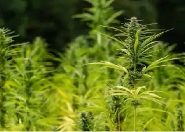 O governo britânico está incentivando os agricultores a cultivar cannabis e planeja alterar o licenciamento da cannabis industrial